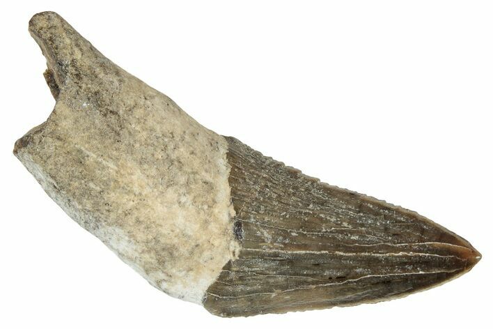 Fossil Squalodon Whale Tooth - South Carolina #338421